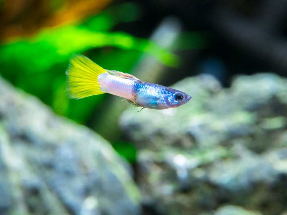 Pingu Guppy (Poecilia reticulata var. “Pingu”), Males and Females, Tank-Bred!