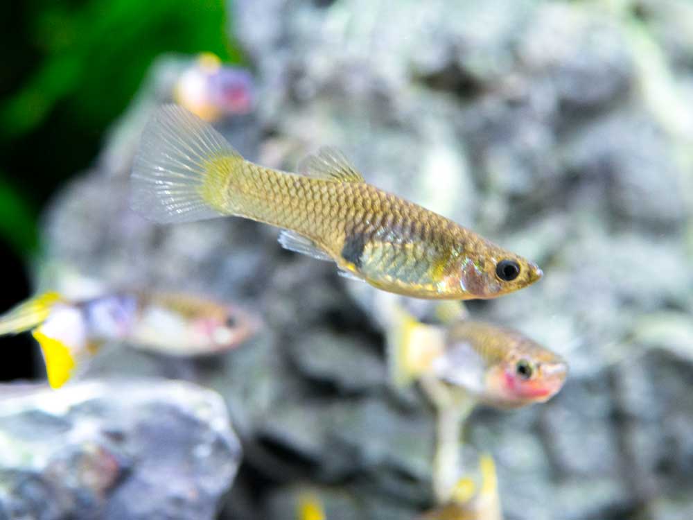 Pingu Guppy (Poecilia reticulata var. “Pingu”), Males and Females, Tank-Bred!