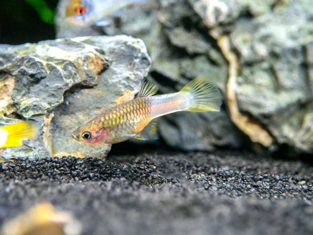 Pingu Guppy (Poecilia reticulata var. “Pingu”), Males and Females, Tank-Bred!