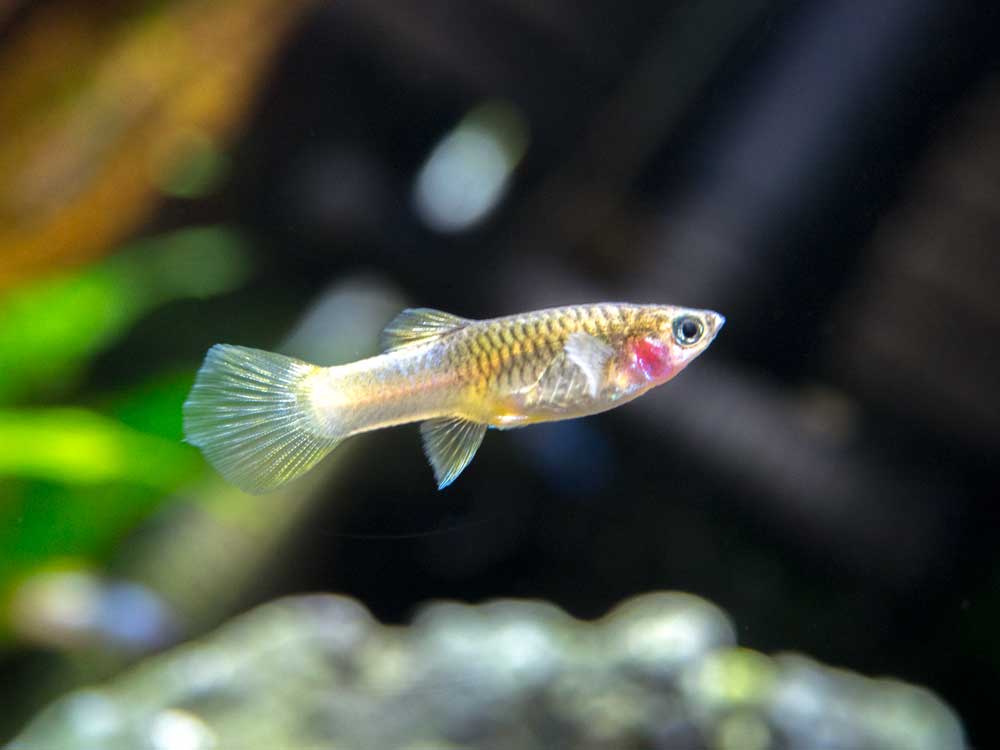 Pingu Guppy (Poecilia reticulata var. “Pingu”), Males and Females, Tank-Bred!