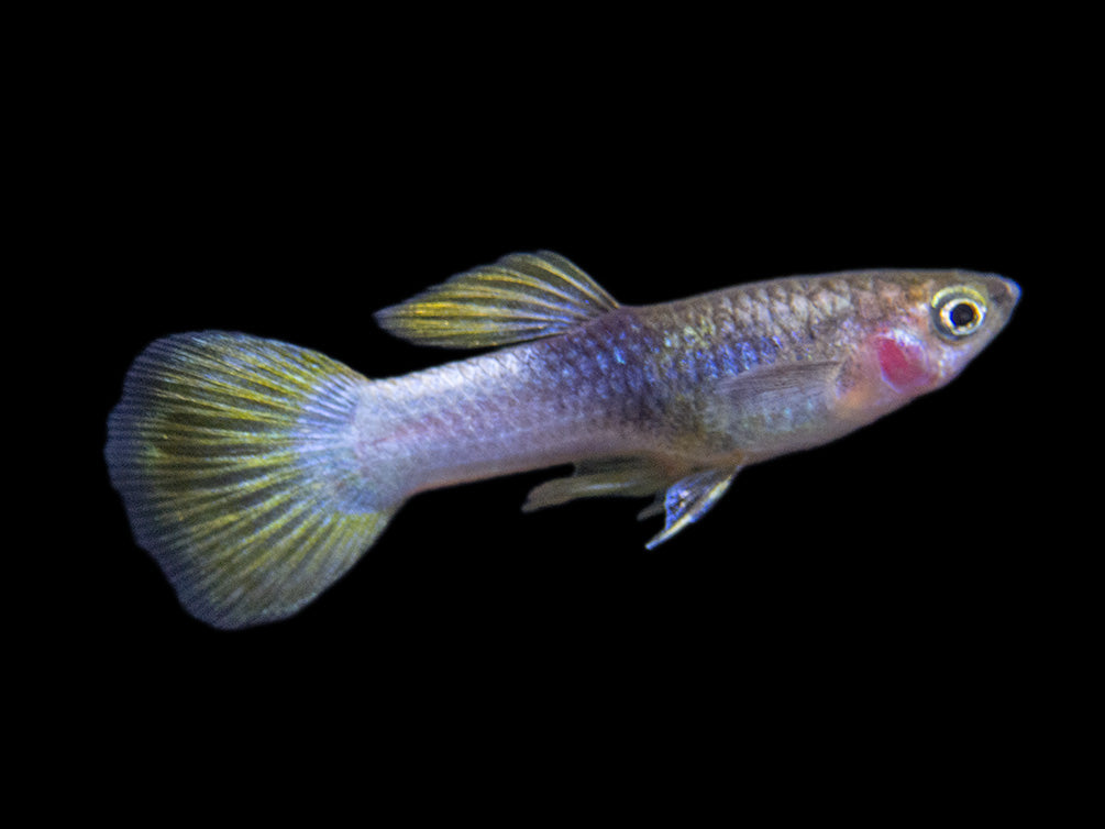 Pingu Guppy (Poecilia reticulata var. “Pingu”), Males and Females, Tank-Bred!