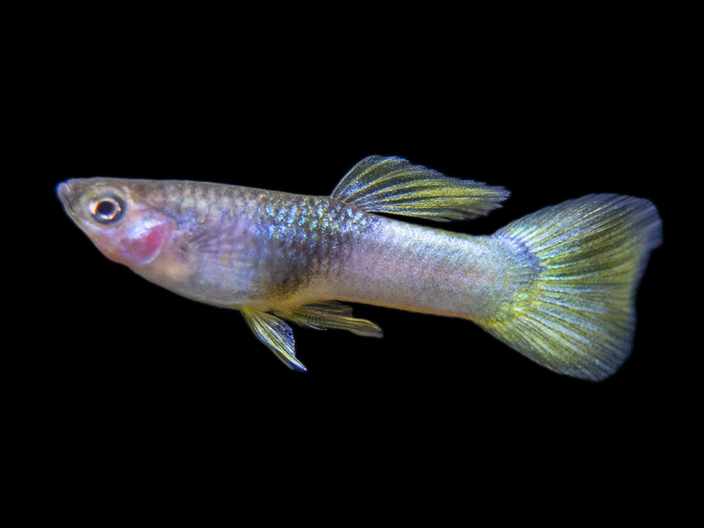 Pingu Guppy (Poecilia reticulata var. “Pingu”), Males and Females, Tank-Bred!