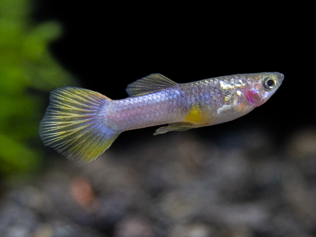 Pingu Guppy (Poecilia reticulata var. “Pingu”), Males and Females, Tank-Bred!