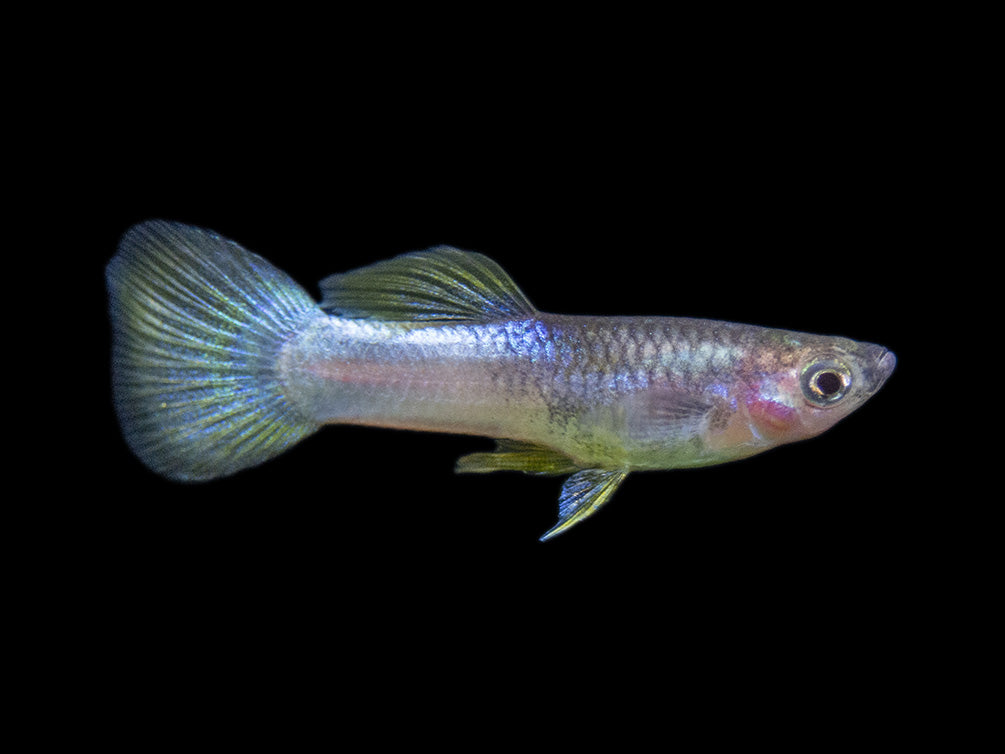 Pingu Guppy (Poecilia reticulata var. “Pingu”), Males and Females, Tank-Bred!