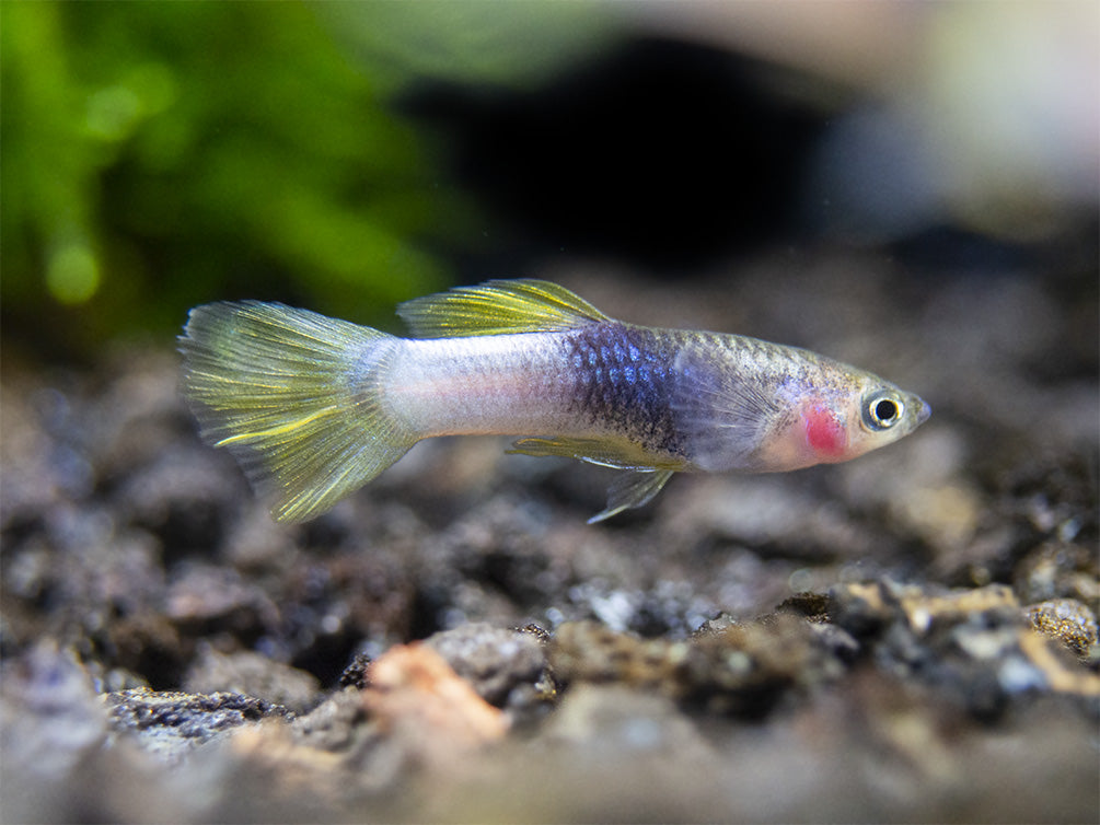 Pingu Guppy (Poecilia reticulata var. “Pingu”), Males and Females, Tank-Bred!