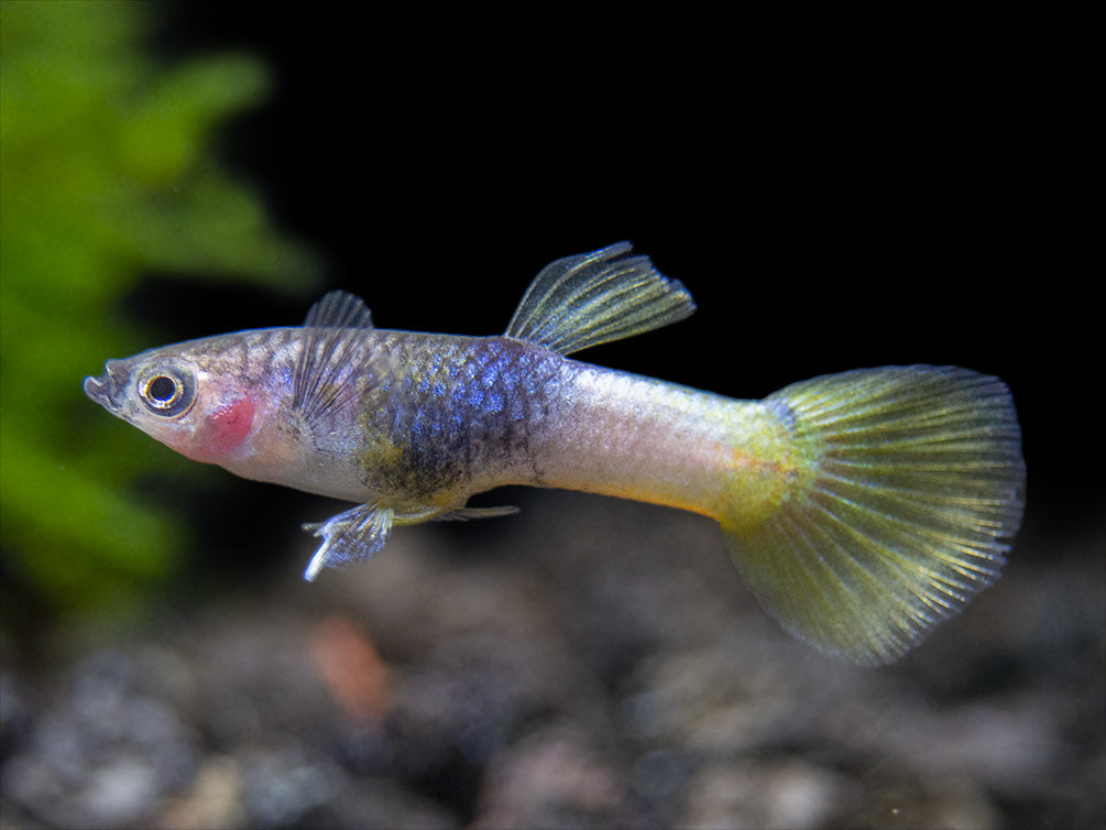 Pingu Guppy (Poecilia reticulata var. “Pingu”), Males and Females, Tank-Bred!