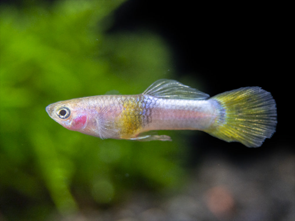 Pingu Guppy (Poecilia reticulata var. “Pingu”), Males and Females, Tank-Bred!