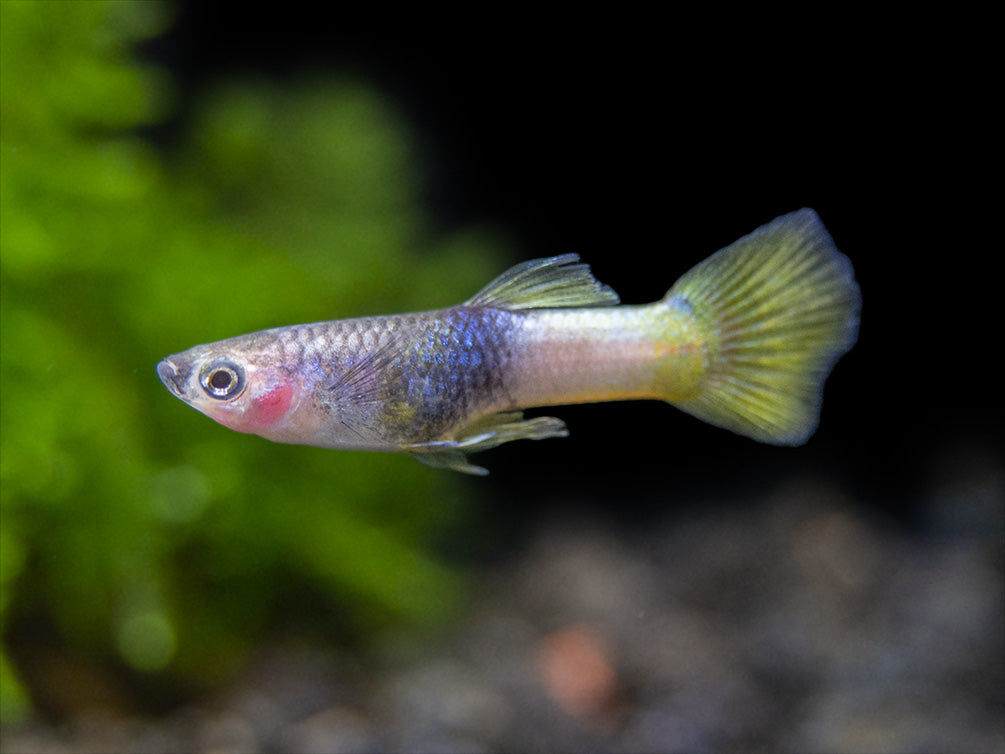 Pingu Guppy (Poecilia reticulata var. “Pingu”), Males and Females, Tank-Bred!