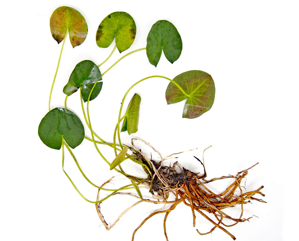 Madame Wilfron Gonnere Hardy Lily (Nymphaea sp.) plant with bulb