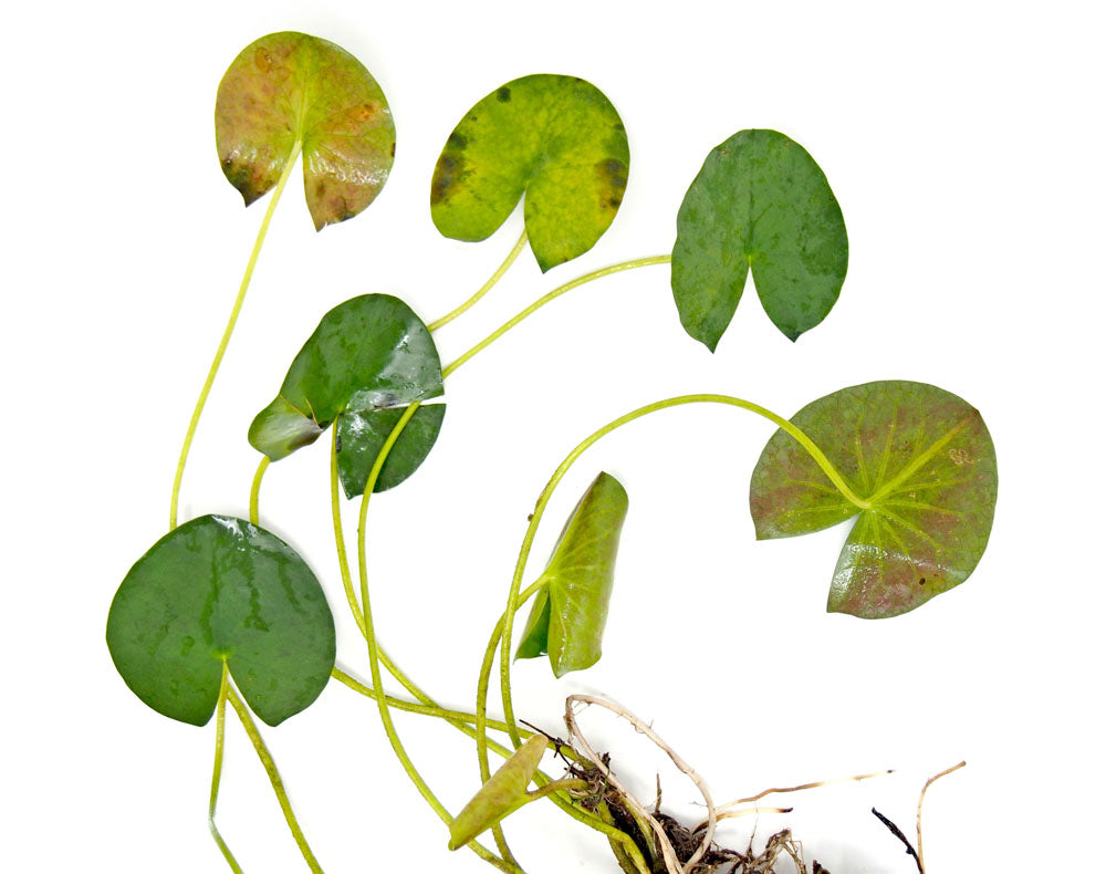 Madame Wilfron Gonnere Hardy Lily (Nymphaea sp.) plant with bulb
