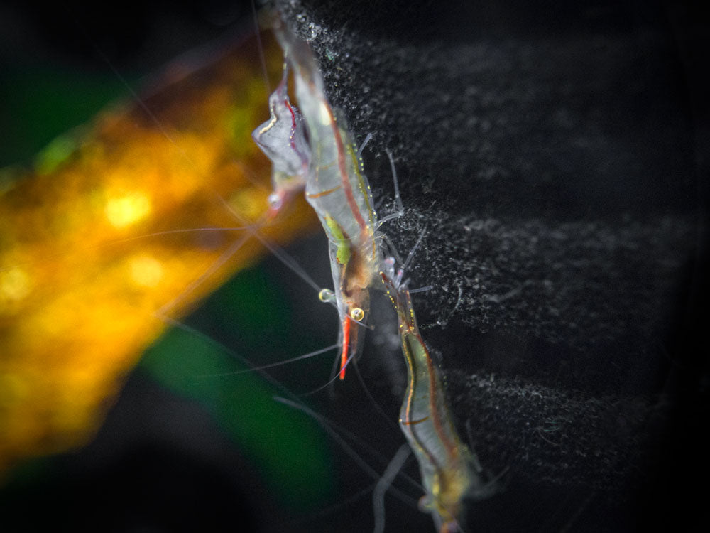 Pinokio Shrimp aka Rudolf Shrimp/Red Skunk Shrimp (Caridina gracilirostris), Tank-Bred!