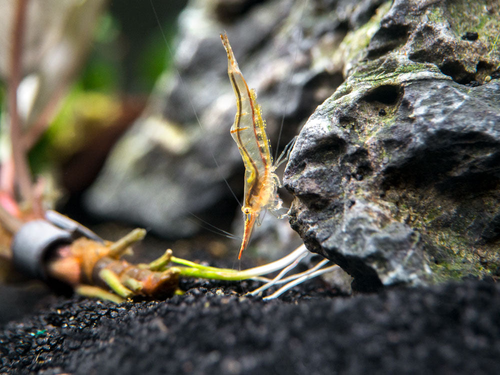 Pinokio Shrimp aka Rudolf Shrimp/Red Skunk Shrimp (Caridina gracilirostris), Tank-Bred!