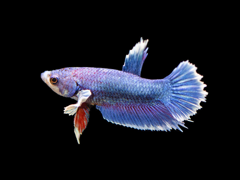 Assorted DELUXE Dumbo Plakat Betta (Betta splendens) - Tank-Bred!