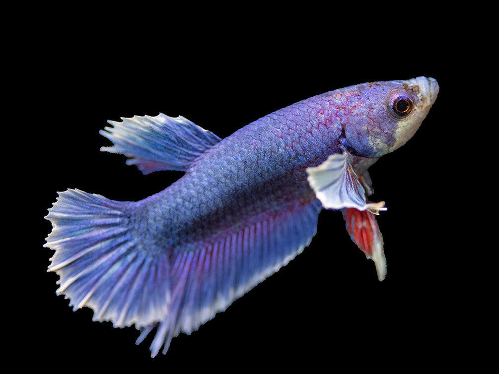 Assorted DELUXE Dumbo Plakat Betta (Betta splendens) - Tank-Bred!