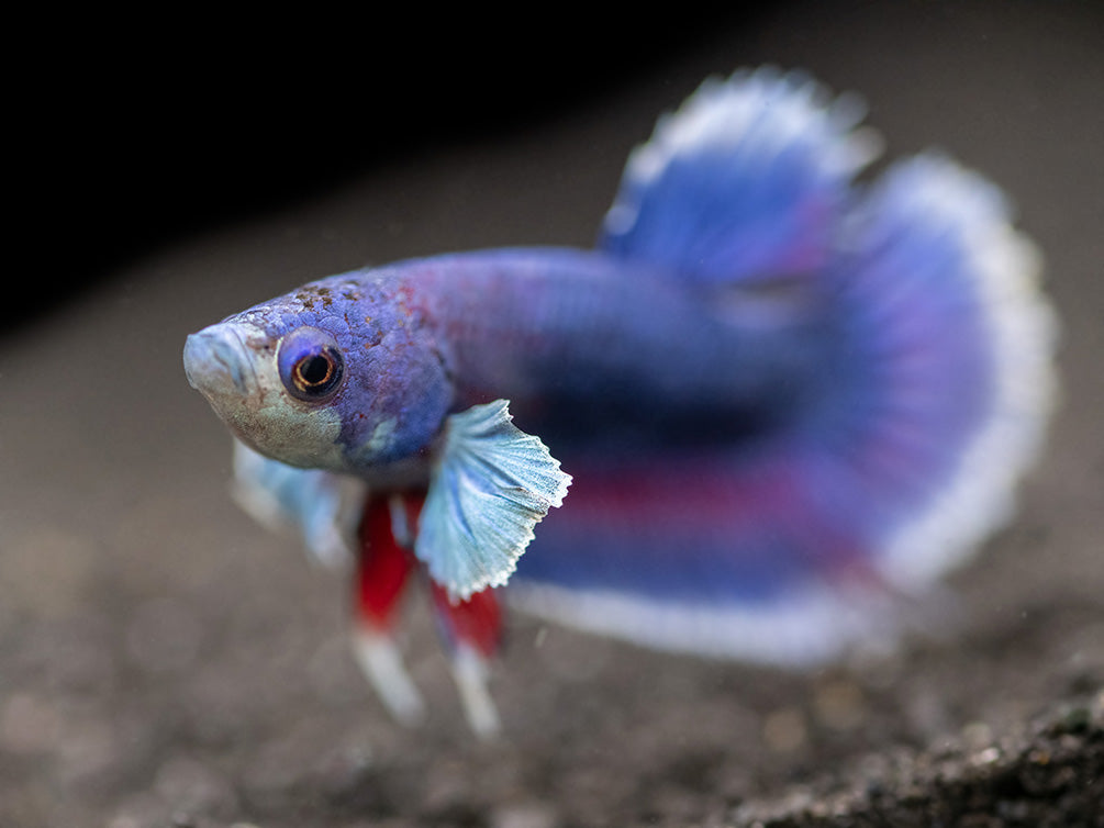 Assorted DELUXE Dumbo Plakat Betta (Betta splendens) - Tank-Bred!