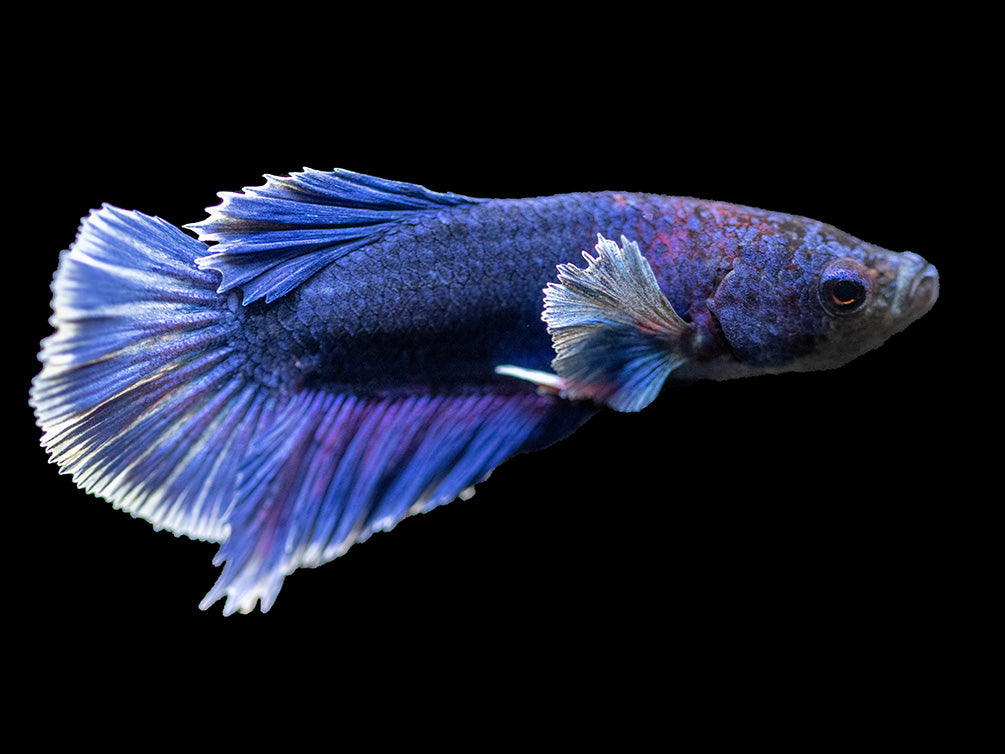 Assorted DELUXE Dumbo Plakat Betta (Betta splendens) - Tank-Bred!