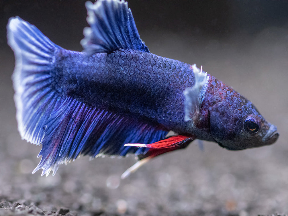 Assorted DELUXE Dumbo Plakat Betta (Betta splendens) - Tank-Bred!