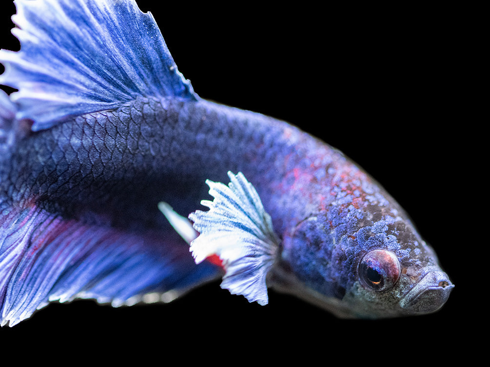 Assorted DELUXE Dumbo Plakat Betta (Betta splendens) - Tank-Bred!