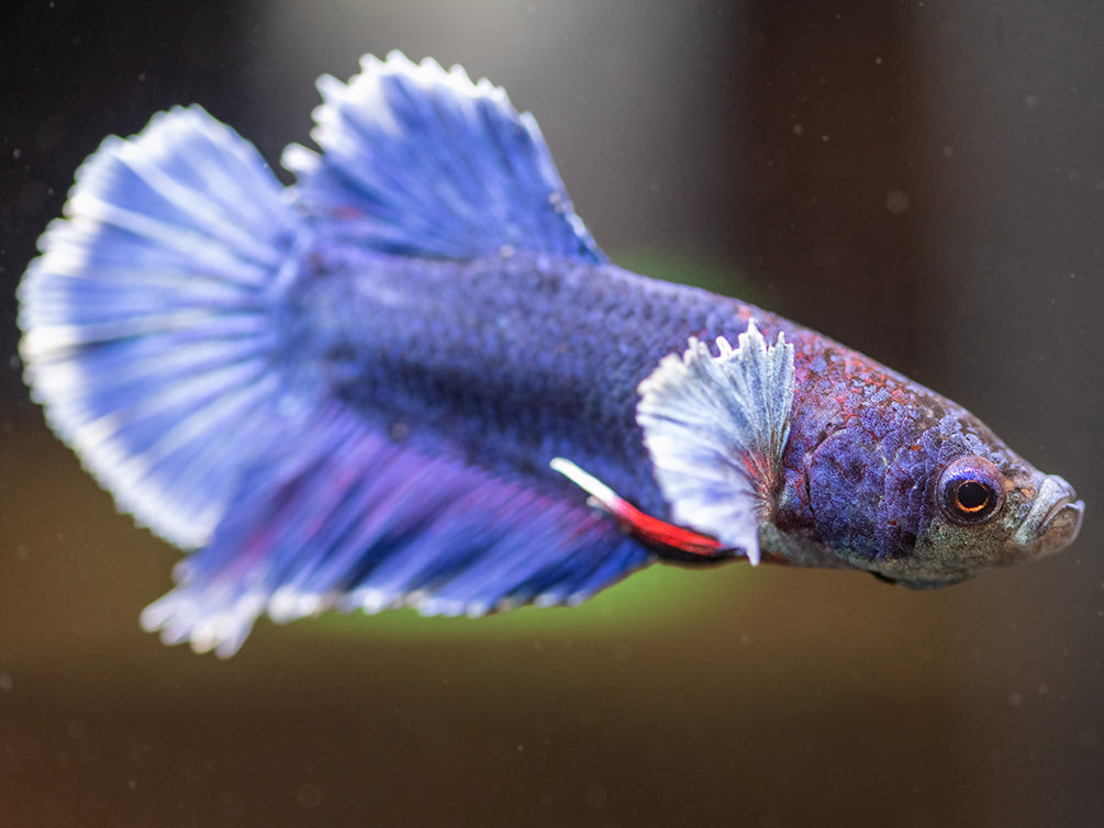 Assorted DELUXE Dumbo Plakat Betta (Betta splendens) - Tank-Bred!