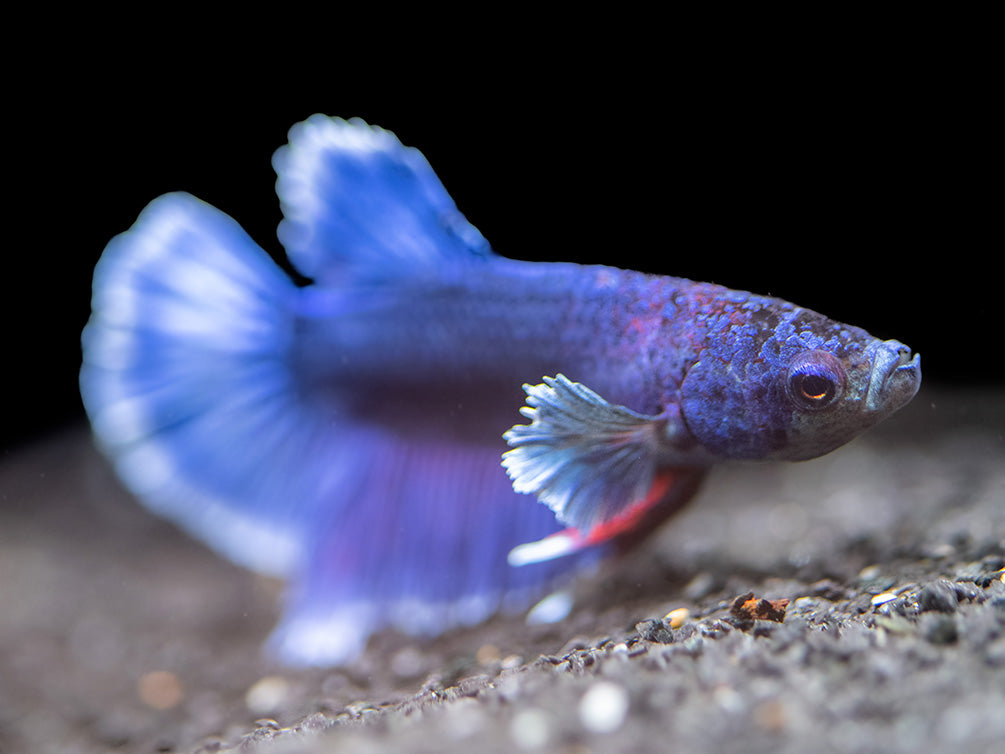 Assorted DELUXE Dumbo Plakat Betta (Betta splendens) - Tank-Bred!