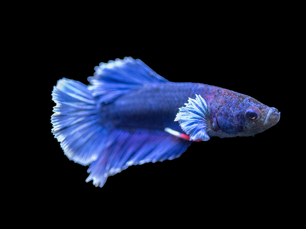 Assorted DELUXE Dumbo Plakat Betta (Betta splendens) - Tank-Bred!