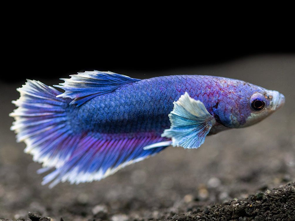 Assorted DELUXE Dumbo Plakat Betta (Betta splendens) - Tank-Bred!