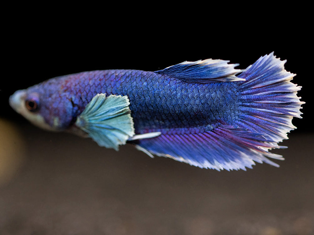 Assorted DELUXE Dumbo Plakat Betta (Betta splendens) - Tank-Bred!