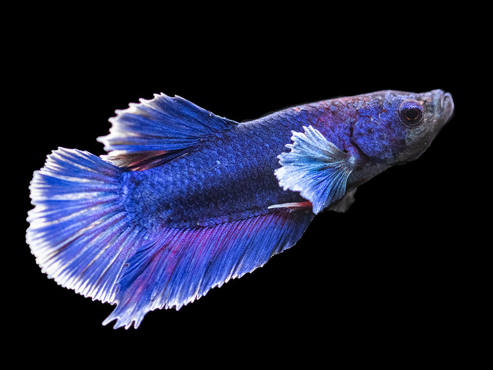 Assorted DELUXE Dumbo Plakat Betta (Betta splendens) - Tank-Bred!