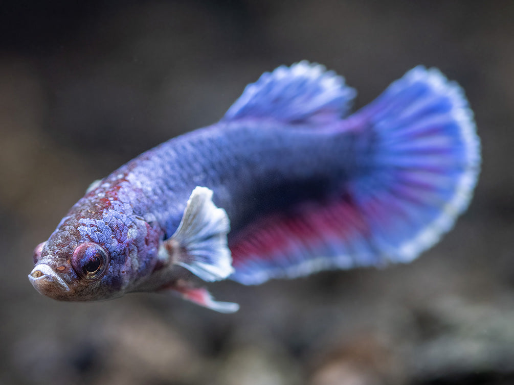 Assorted DELUXE Dumbo Plakat Betta (Betta splendens) - Tank-Bred!