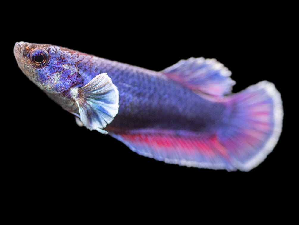 Assorted DELUXE Dumbo Plakat Betta (Betta splendens) - Tank-Bred!