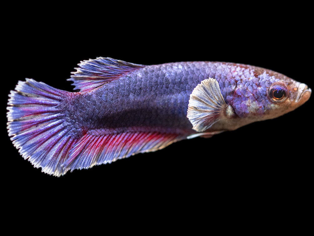 Assorted DELUXE Dumbo Plakat Betta (Betta splendens) - Tank-Bred!