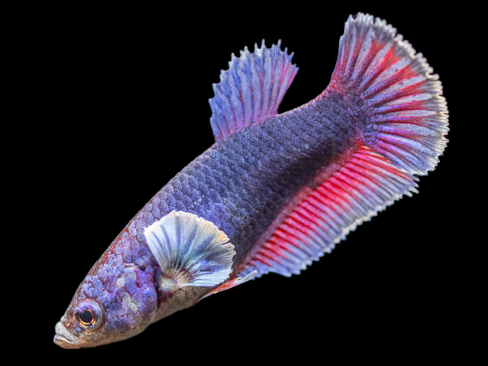 Assorted DELUXE Dumbo Plakat Betta (Betta splendens) - Tank-Bred!