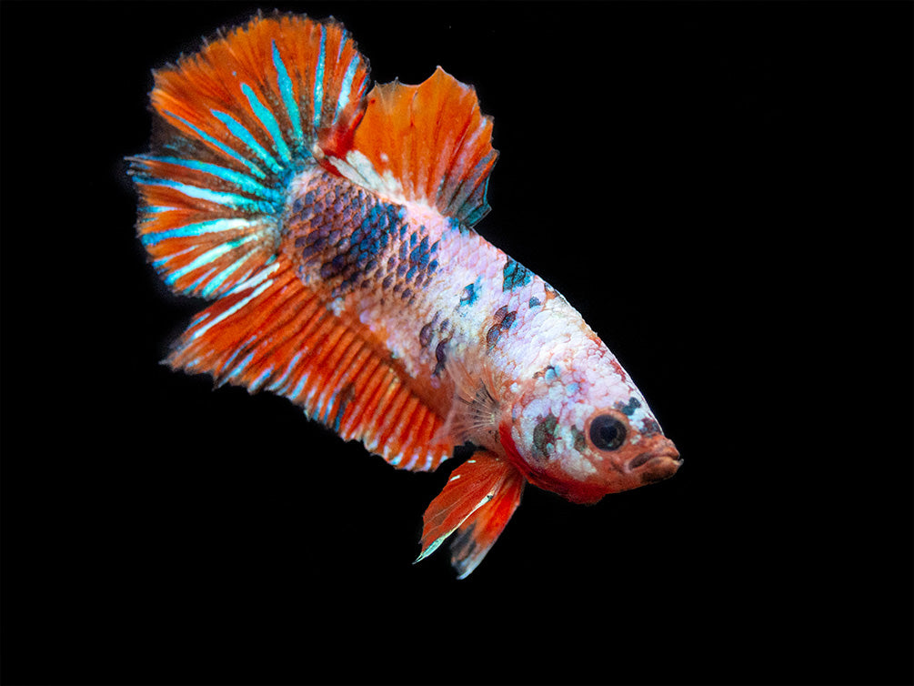 Assorted Fancy Plakat Betta (Betta splendens) - Tank-Bred!