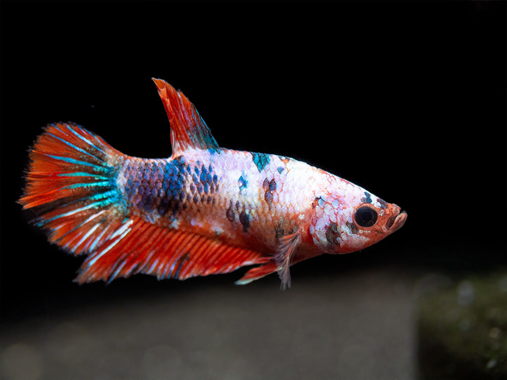 Assorted Fancy Plakat Betta (Betta splendens) - Tank-Bred!