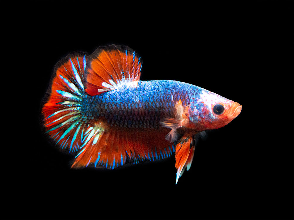 Assorted Fancy Plakat Betta (Betta splendens) - Tank-Bred!