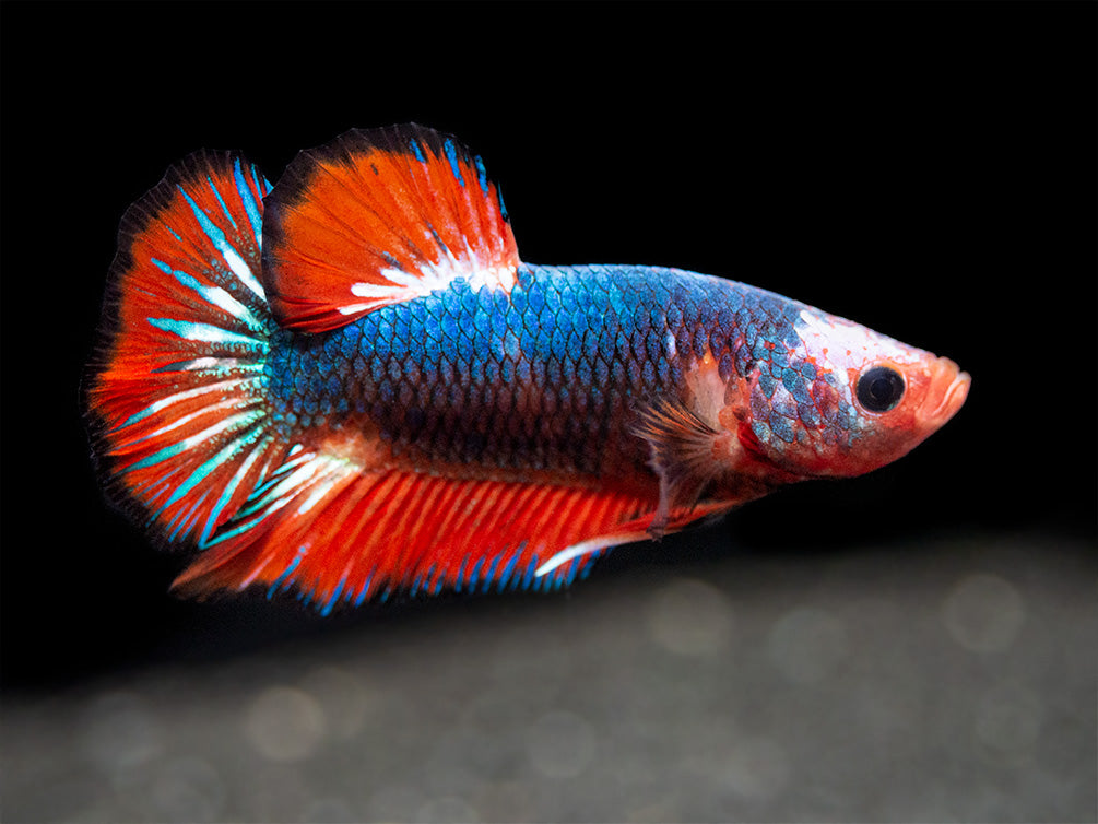 Assorted Fancy Plakat Betta (Betta splendens) - Tank-Bred!