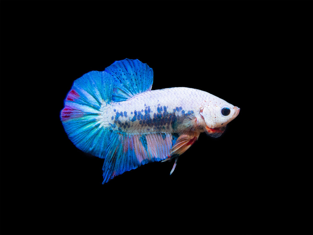 Assorted Fancy Plakat Betta (Betta splendens) - Tank-Bred!