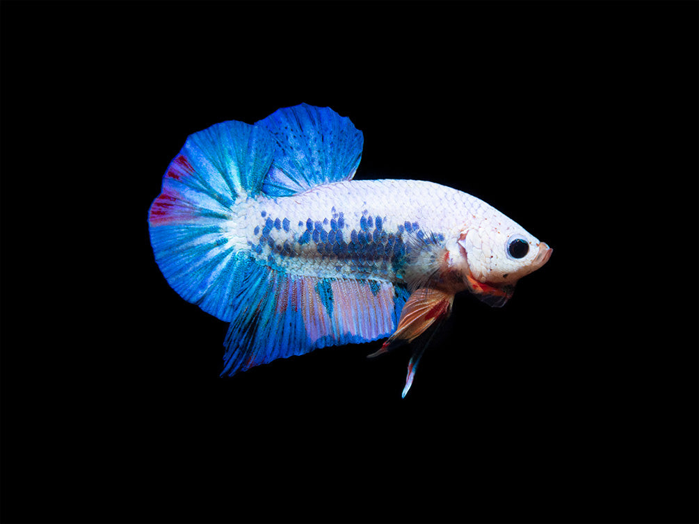 Assorted Fancy Plakat Betta (Betta splendens) - Tank-Bred!