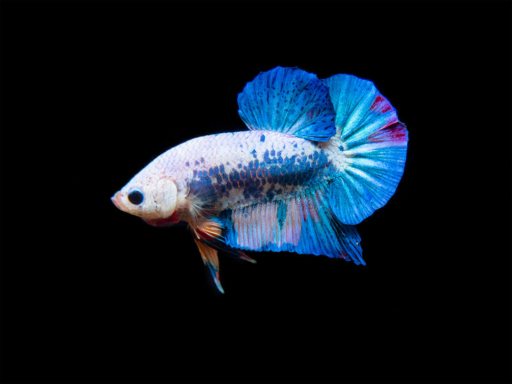 Assorted Fancy Plakat Betta (Betta splendens) - Tank-Bred!