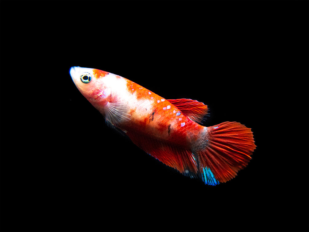 Assorted Koi Plakat Betta (Betta splendens) - Tank-Bred!