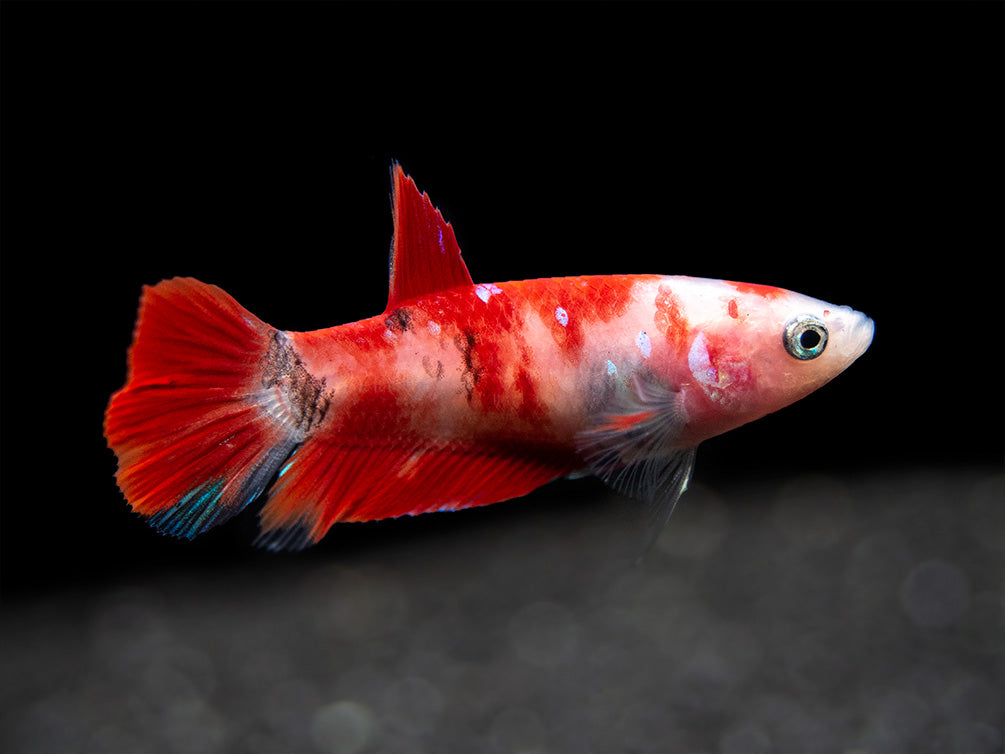 Assorted Koi Plakat Betta (Betta splendens) - Tank-Bred!