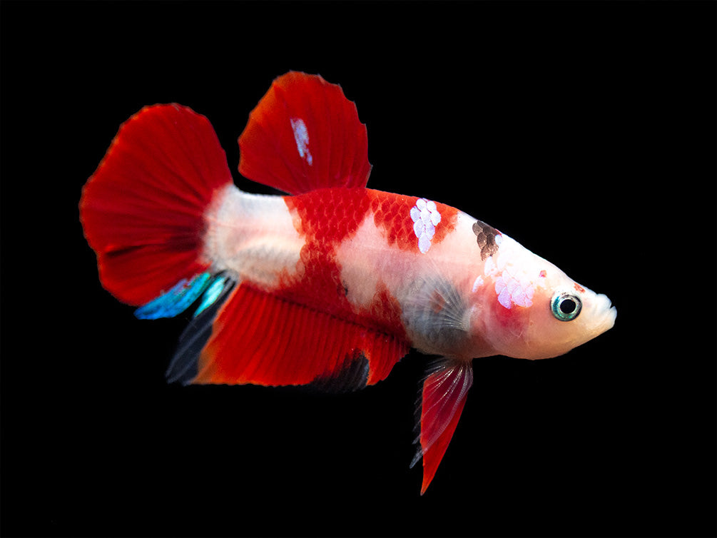 Assorted Koi Plakat Betta (Betta splendens) - Tank-Bred!