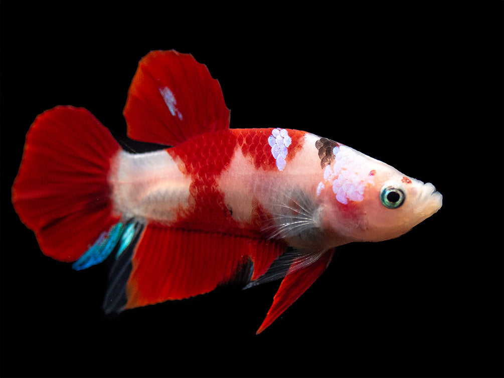 Assorted Koi Plakat Betta (Betta splendens) - Tank-Bred!