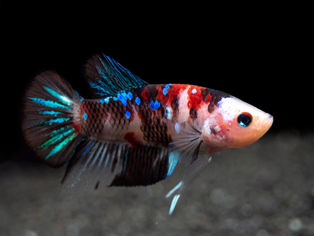 Assorted Koi Plakat Betta (Betta splendens) - Tank-Bred!