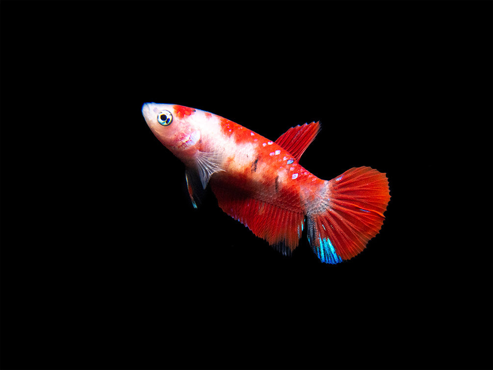 Assorted Koi Plakat Betta (Betta splendens) - Tank-Bred!