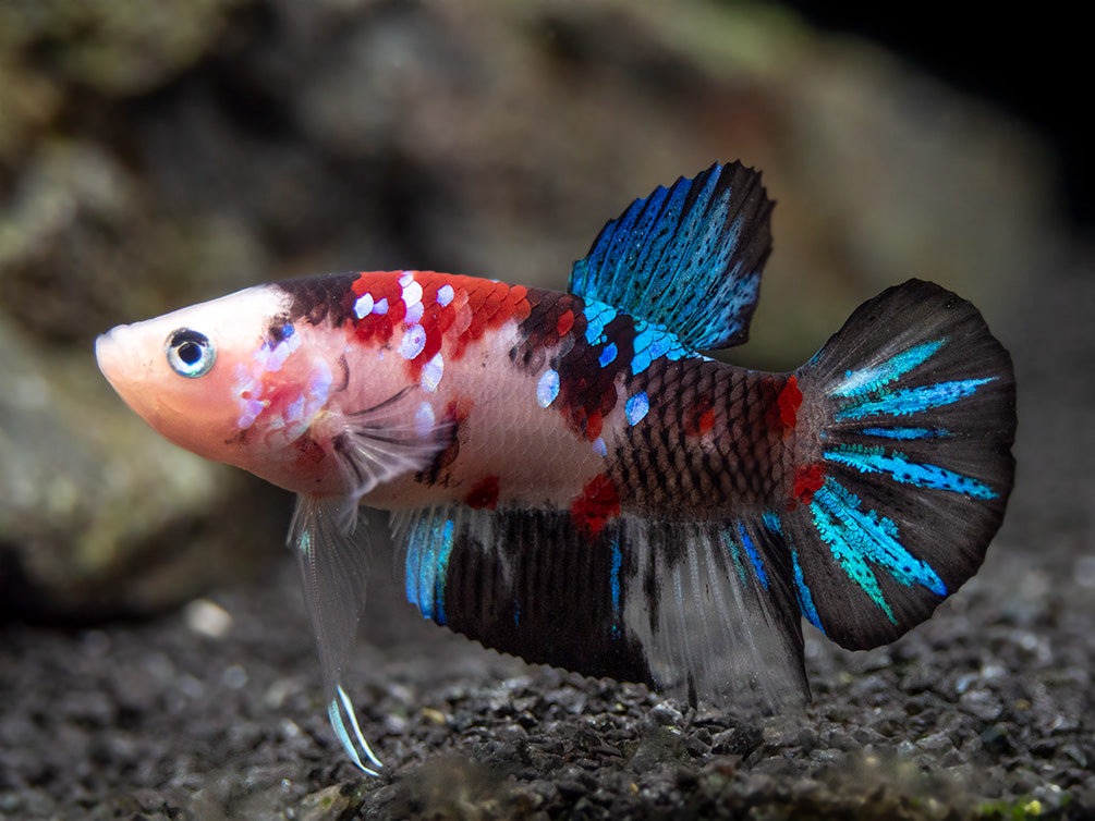 Assorted Koi Plakat Betta (Betta splendens) - Tank-Bred!