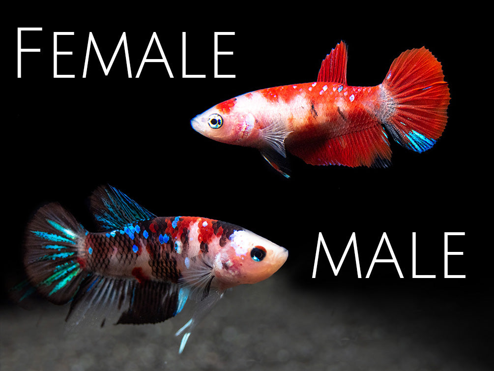 Assorted Koi Plakat Betta (Betta splendens) - Tank-Bred!