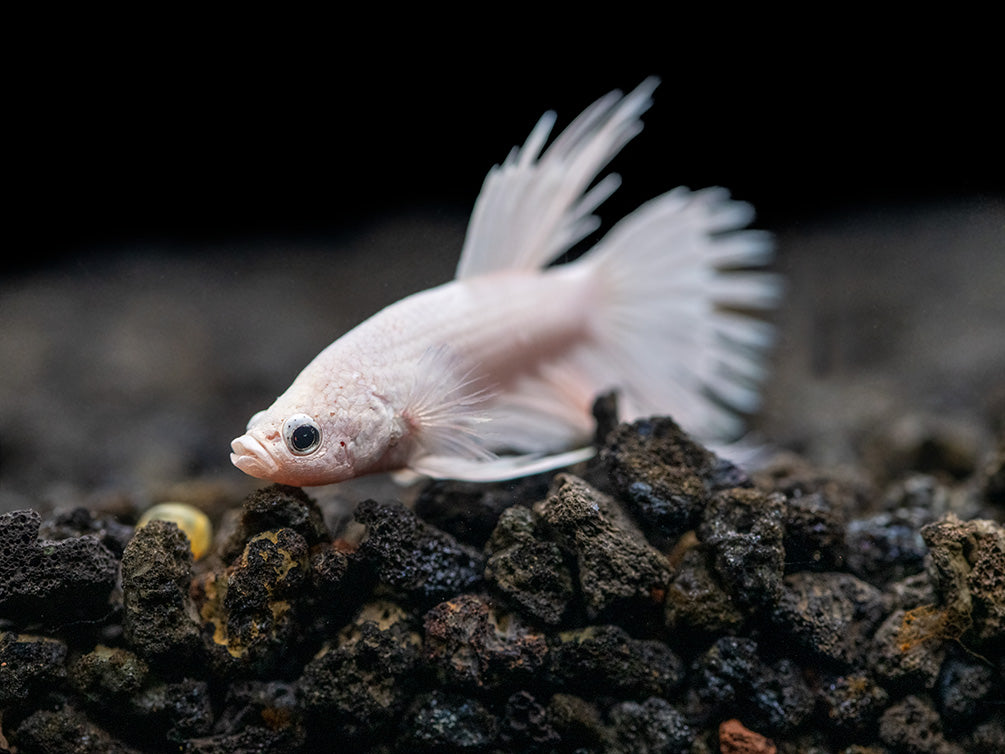 Assorted Platinum Crowntail Betta (Betta splendens) - Tank-Bred!