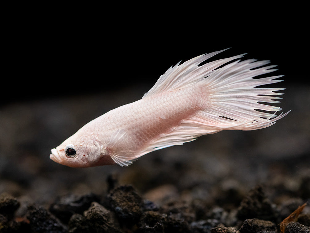 Assorted Platinum Crowntail Betta (Betta splendens) - Tank-Bred!