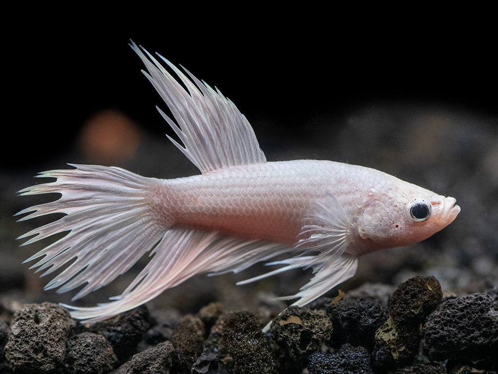 Assorted Platinum Crowntail Betta (Betta splendens) - Tank-Bred!